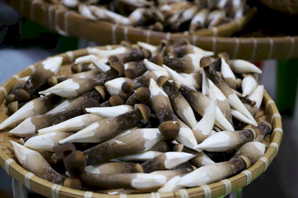 Nấm mối Đồng Nai